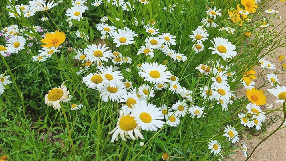 용인카페 칼리오페 데이지꽃