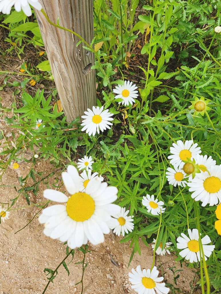 용인카페 칼리오페 샤스타데이지